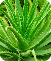 Balmorex pro - Aloe Vera