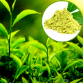 Green Tea Extract