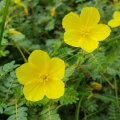 Tribulus Terrestris